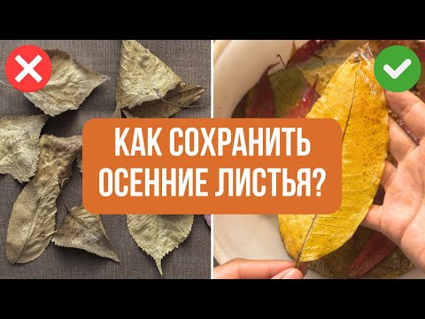 Видео: Как сохранить ОСЕННИЕ ЛИСТЬЯ навсегда?🍂 2 Простых способа для декора и творчества!🎨