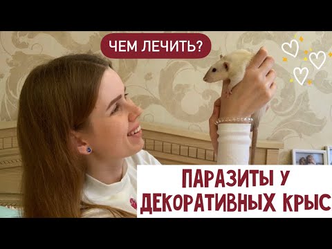 Видео: ВЛАСОЕДЫ/ПОДКОЖНЫЕ КЛЕЩИ У ДЕКОРАТИВНЫХ КРЫС | ЧЕМ ЛЕЧИТЬ КРЫСУ ОТ ВЛАСОЕДОВ | СТРОНГХОЛД ДЛЯ КРЫС