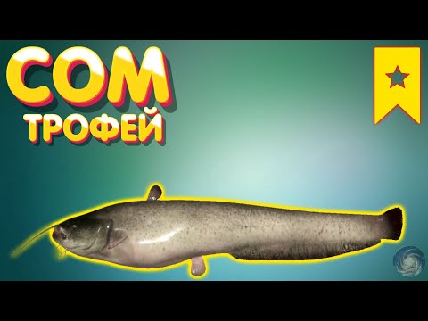 Видео: Сом ТРОФЕЙ | р. Ахтуба | Русская Рыбалка 4