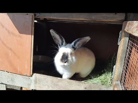 Видео: Қоян асыраған тиімдіма ?🤔 қоян бағу , қоян асырау !🐇...