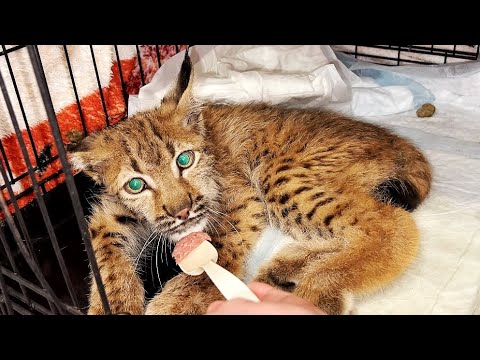 Видео: Рысёнок Клайд НАПУГАЛ НАС! В моменте показалось, что он не справился и ушел от нас😔 Он обязан жить!