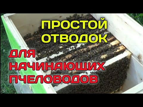 Видео: Простой и Быстрый Отводок Без Матки/Но Нам Повезло!Матка Сама Прилетела/Плюс Пчелосемья!