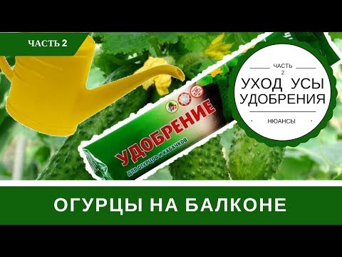 Видео: Огурцы На Балконе: Уход Удобрения Полив Усы