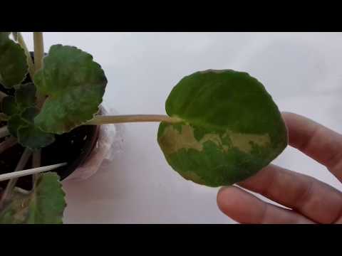 Видео: ХОДЫ на листьях. Что с ФИАЛКОЙ??? Желтые пятна на листьях