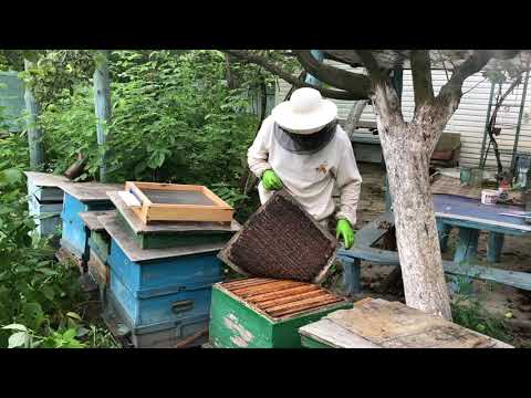 Видео: Спасение Пчёл на Заброшенной Пасеке | ПчелоСад