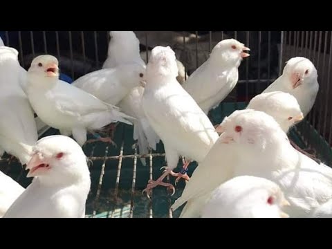 Видео: 9. Mart Чорсу канарека йовойи бозори.💥