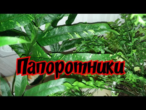 Видео: Папоротники