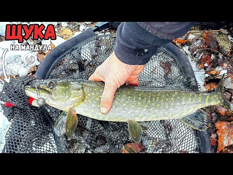 Видео: Щука на снега, първи удари на мандула
