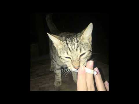 Видео: Scally Milano, Voskresenskii - Три Телефона [speed up]