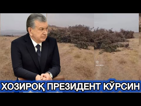 Видео: ДАХГАТ ФЕРМЕРЛАРНИ ЕРЛАРИ ТОРТИБ ОЛИНДИ