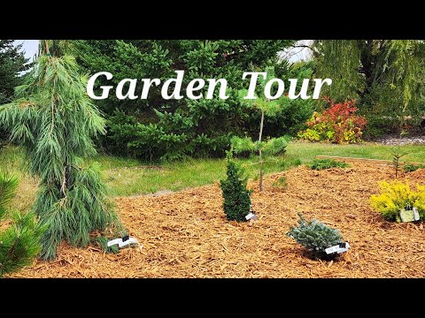 Видео: 13 уникальных вечнозеленых растений для вашего приусадебного участка #zone4 #садоводство