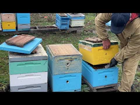 Видео: Осенние обработки от клеща. Пчелосемьи в  середине ноября.