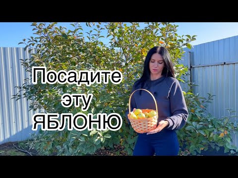 Видео: Яблоня ВЭМ жёлтый! Описание, уход, урожай!