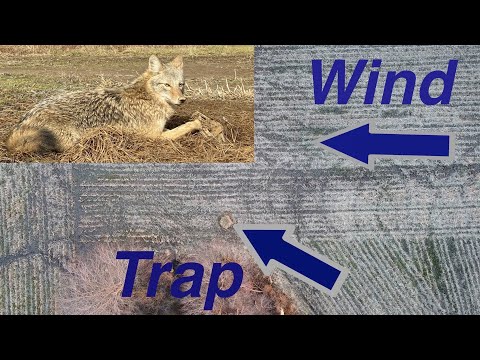Видео: Поймайте больше койотов с помощью этих советов по отлову