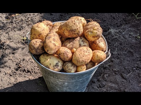 Видео: Картофель Импала часть 2. Выкопал последние кусты 23.08.22.