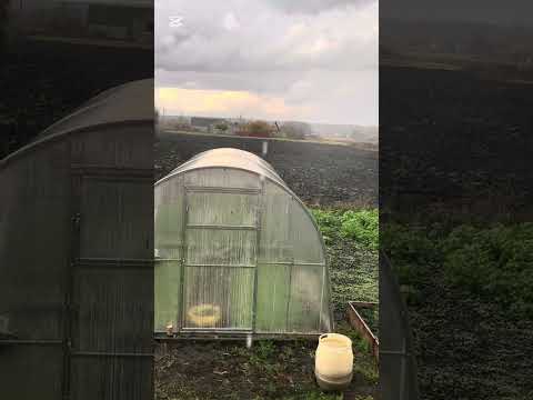 Видео: Нужны ли советы дилетантов?? 