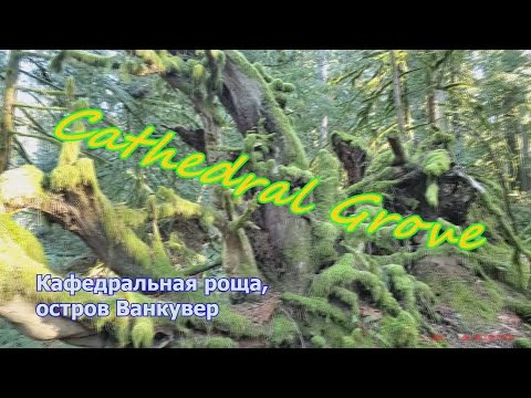 Видео: КАНАДА. ОСТРОВ ВАНКУВЕР. CATHEDRAL GROVE, КАФЕДРАЛЬНАЯ РОЩА