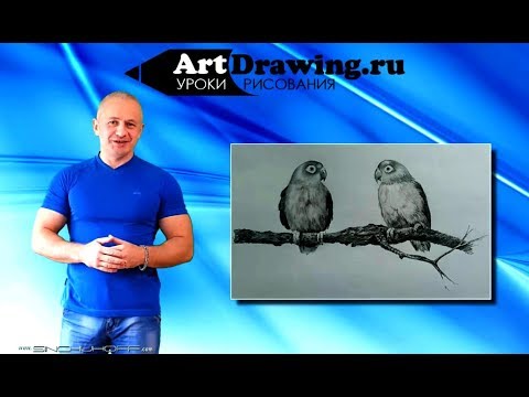 Видео: Рисуем Два попугая карандашом