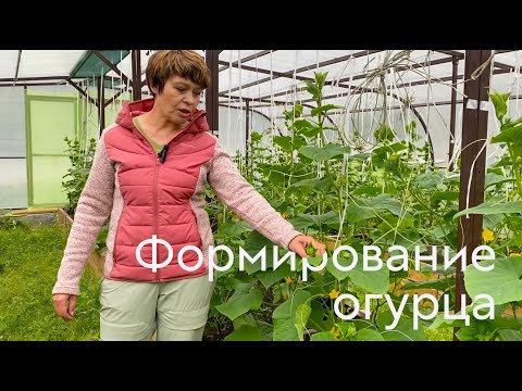 Видео: Формирование огурца #ШПС № 102