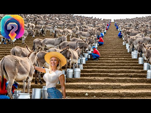 Видео: Как МИЛЛИОНЫ ослов обрабатывают на фермах — массовое разведение для получения молока, мяса и кожи!