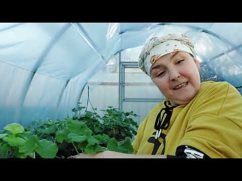 Видео: Перевалка пеларгонии