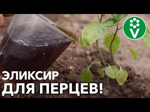 Видео: ЧУДО-СРЕДСТВО ДЛЯ ПОДКОРМКИ ПЕРЦЕВ! Компоненты легкодоступны, а результат потрясающий!