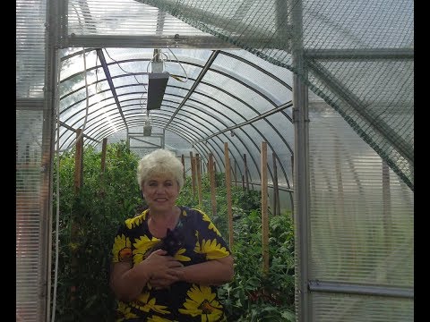 Видео: ТОМАТЫ ЖИРУЮТ!!! ЧТО ДЕЛАТЬ? Ольга Чернова.