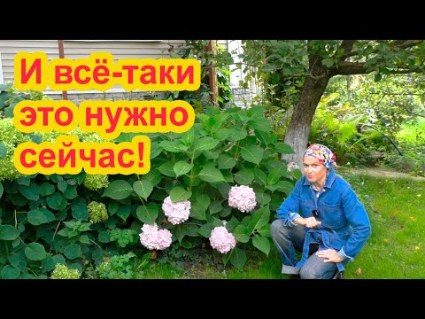 Видео: Обрезка гортензий: когда ее правильно делать?