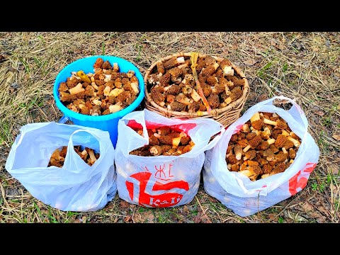 Видео: КУДА СТОЛЬКО ГРИБОВ! ТАКОГО Я НЕ ВИДЕЛ - ПОЛЯ, а не ПОЛЯНЫ!  Грибы 2022. Сморчковая шапочка, сморчки