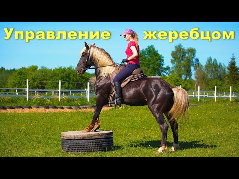 Видео: Лошадь не слушается? Во всём "виноват" всадник.