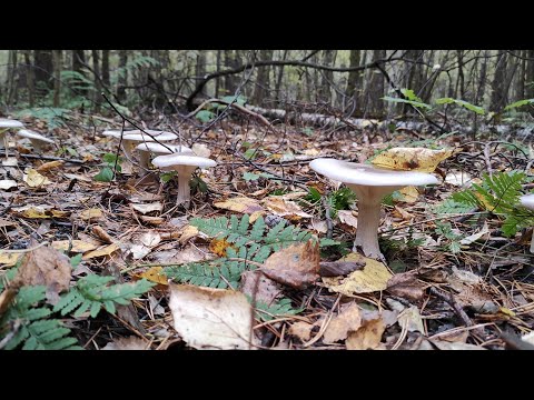 Видео: Где и как растёт Рядовка серая (Говорушка дымчатая),осенний 🍁гриб собираем правильно ✔