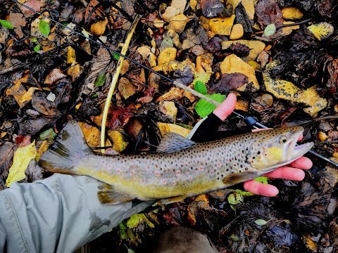 Видео: Забытые реки #3 С другом на таежную речку.