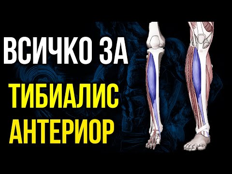 Видео: Тибиалис Антериор - Функции, упражнения и хронични болки в ходила и колене (Tibialis Anterior)