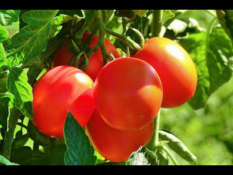 Видео: Сеньор помидор.  Помидор — ягода, фрукт или овощ