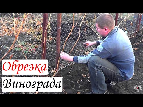 Видео: Обрезка винограда. Трёхлетний куст