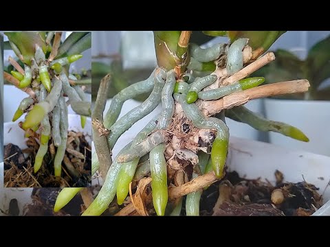 Видео: ПОСЛЕ ЭТОГО полива орхидеи ЦВЕТОНОСЫ вовсю, КОРНИ всюду! ЭТО оживит орхидеи! СРАЗУ поливать орхидеи!