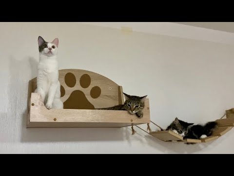 Видео: Тройная котиковая милота в нашем доме 😻😻😻