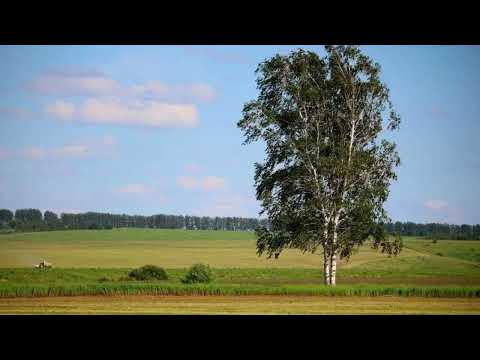 Видео: ,,ДВЕ БЕРЁЗЫ, А СУДЬБА ОДНА!!!''. муз.Аркадий Хаславский.стихи Борис Добровин.вокал В. Корецкий.