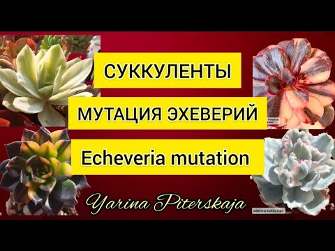 Видео: Суккуленты. Мутация эхеверий. Echeveria mutation.