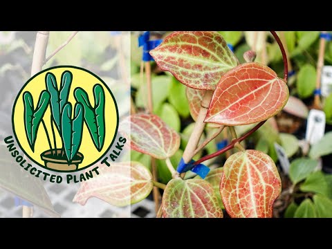 Видео: Незапрошенные разговоры о растениях, выпуск 1 — Как и почему следует подвязывать хойи + вопросы и...