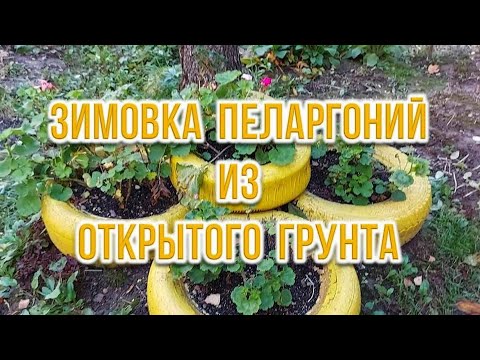 Видео: Зимовка пеларгоний из открытого грунта. Выпуск от 18.12.22