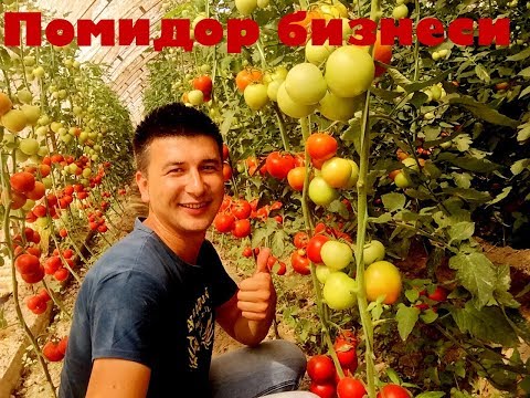 Видео: Помидор бизнеси буйича тавсиялар. Охиригача куринг кизикарли !