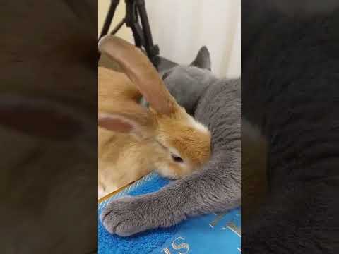 Видео: Может ли кошка любить кролика? Can a cat love a rabbit?