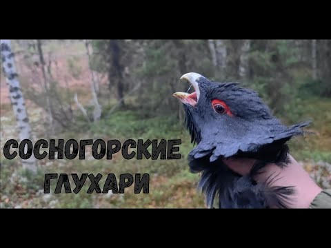 Видео: Сосногорские глухари