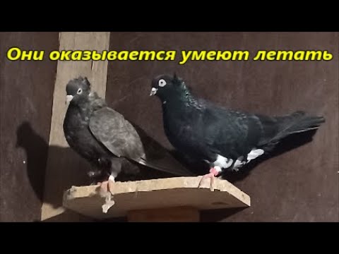 Видео: Я уже и не думал что голуби этой породы полетят!
