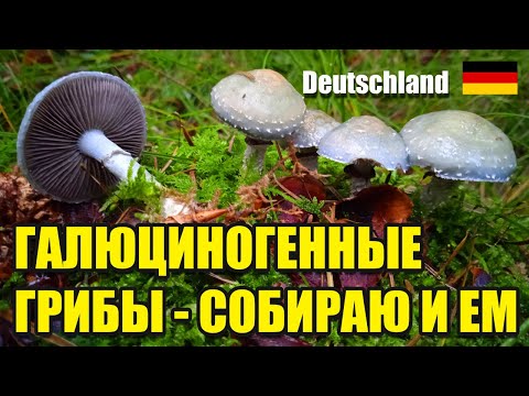 Видео: Собираю и ем строфарию сине-зеленую. Грибы Германии 2025