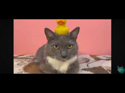 Видео: Котинет на канале Карусель Серия Лотков в поисках лета