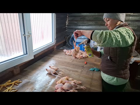 Видео: Вага тушки перепілки 60 дн‼️Плата за скубання перепілок❓️Теща в наймах у зятя‼️Білоручка в наряді ❌️