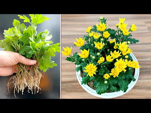 Видео: Опыт выращивания желтой хризантемы с лечебным действием из ветки
