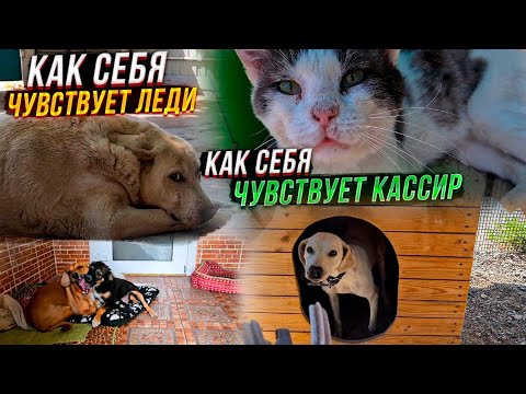 Видео: Раздаем лакомства хвостатым.Как шов у Леди и Микки? Как поживает Кассир сейчас на улице?